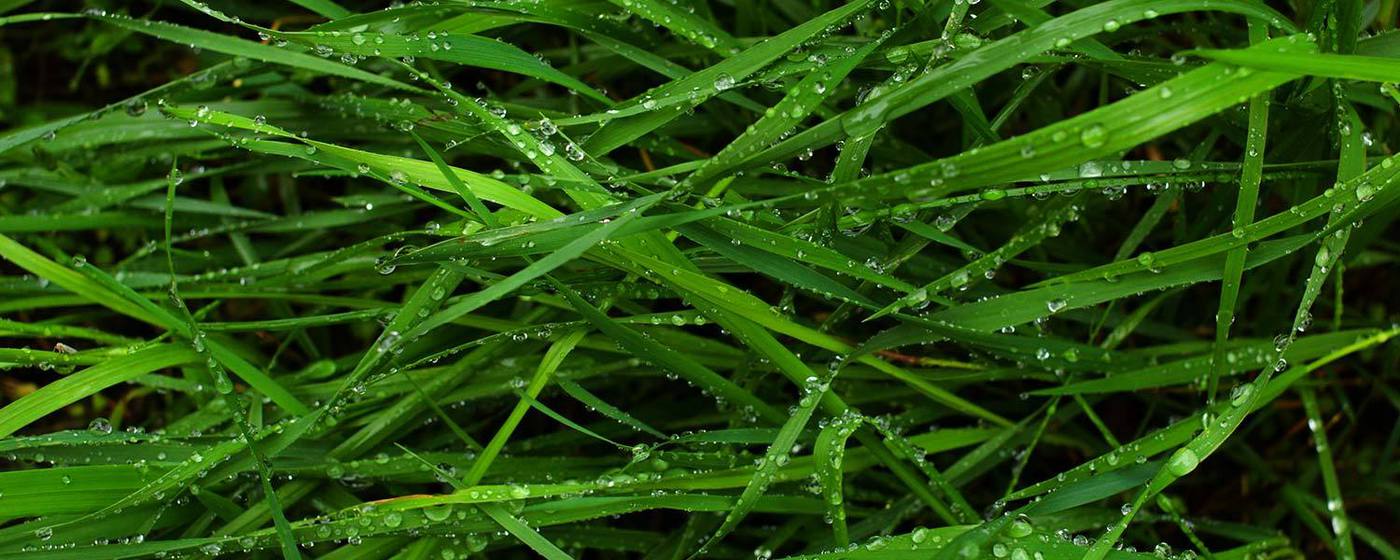 Green Wet Grass