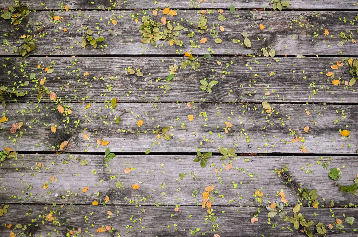 leaves on wooden planks