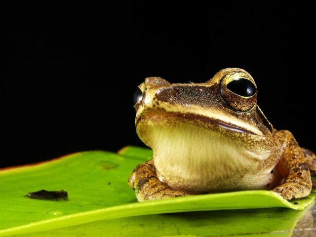 Brown Frog On Green Leaf
