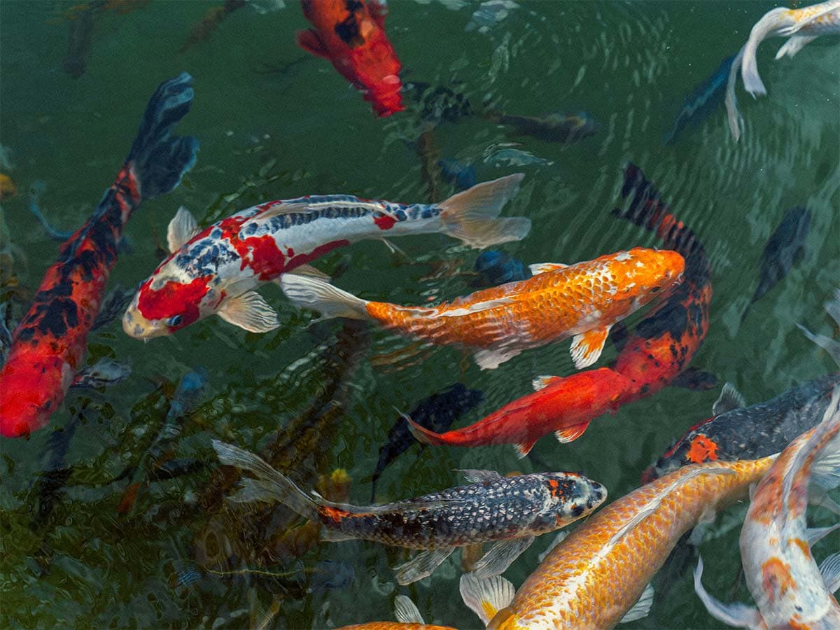 colorful koi fish swimming in water