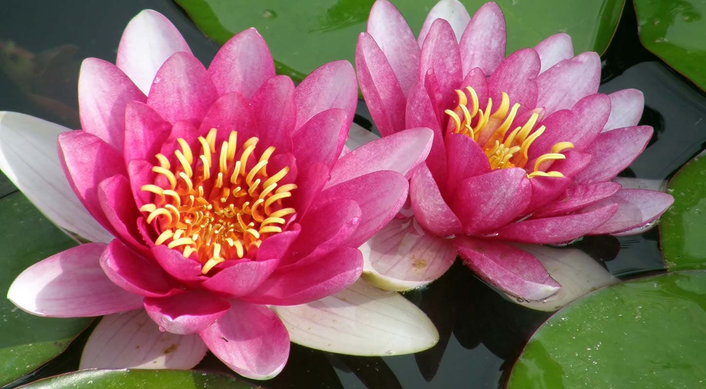 detail of pair of two pink water lilies blooming