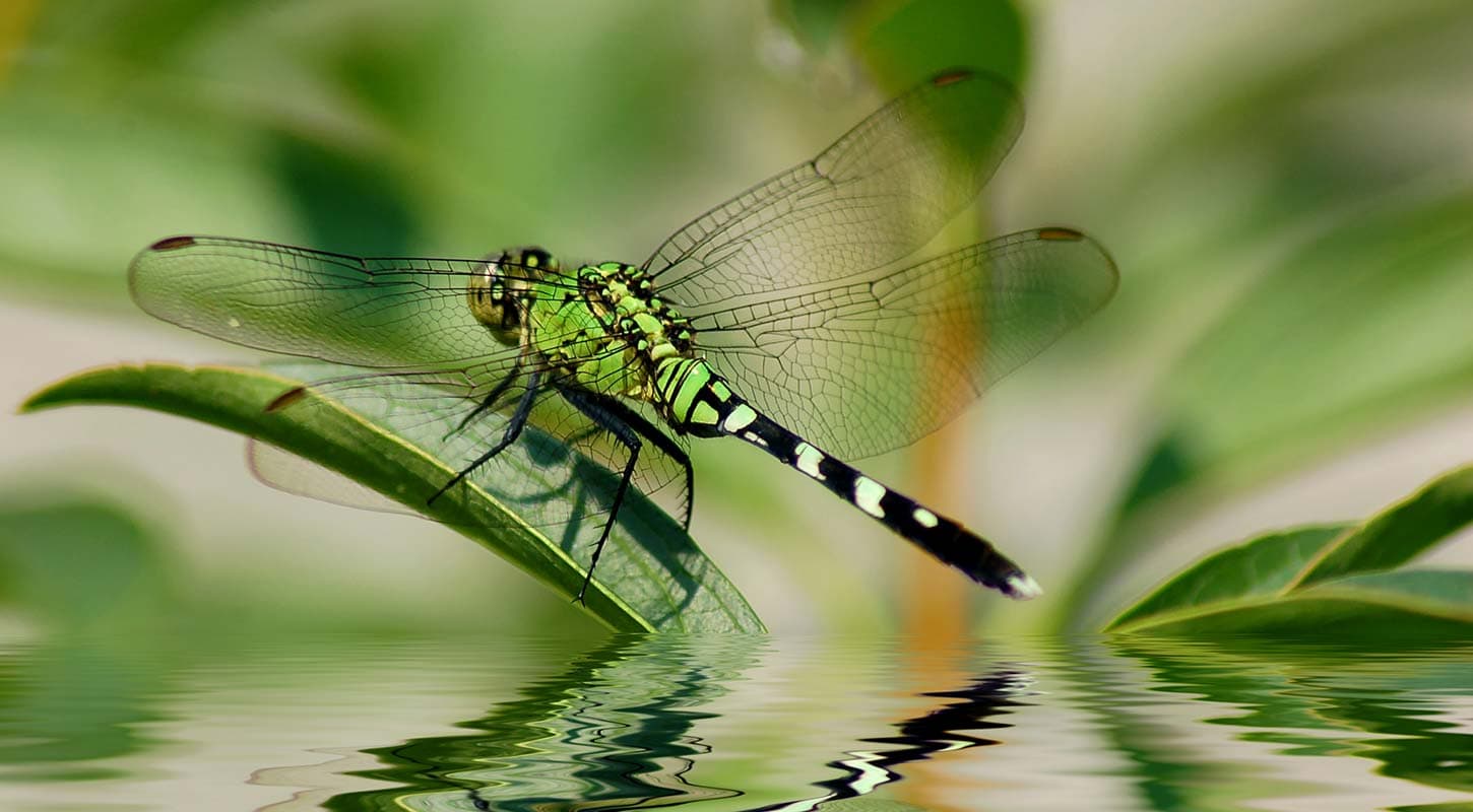 green dragonfly resting on leaf with reflection on water surface