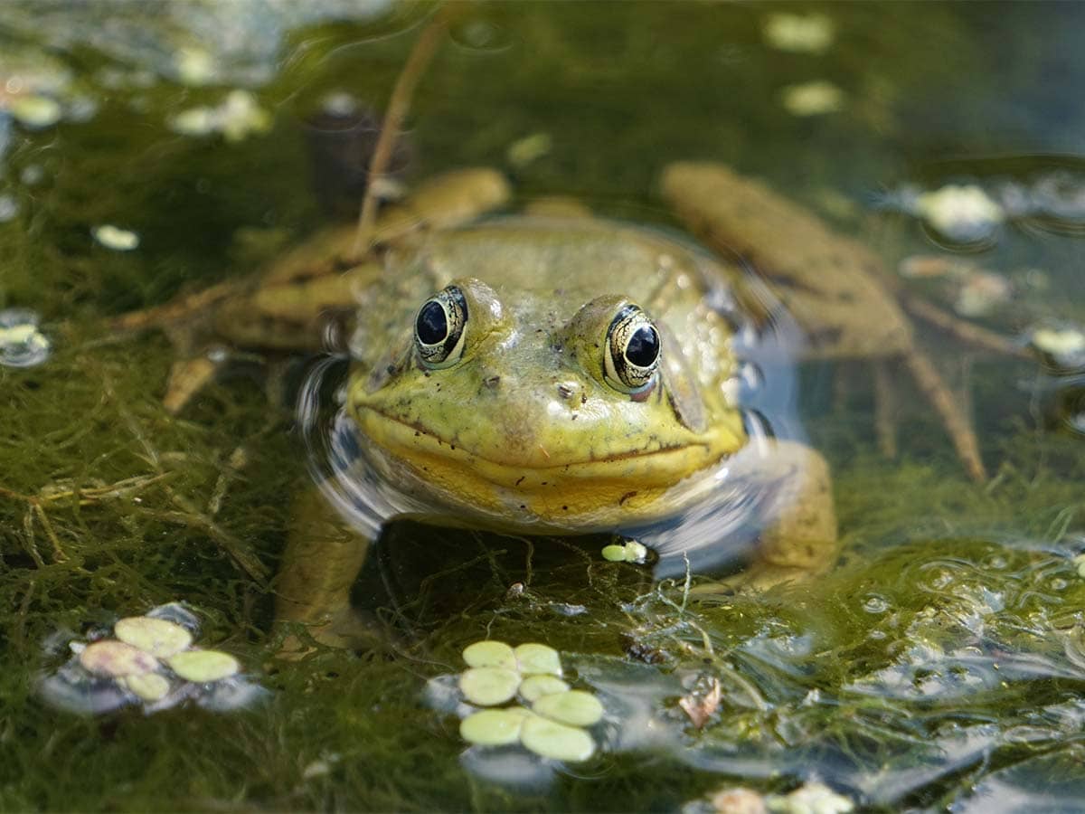 green frog resting in pond