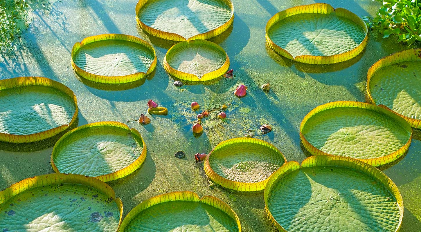 large flat circular green lilypads in pond