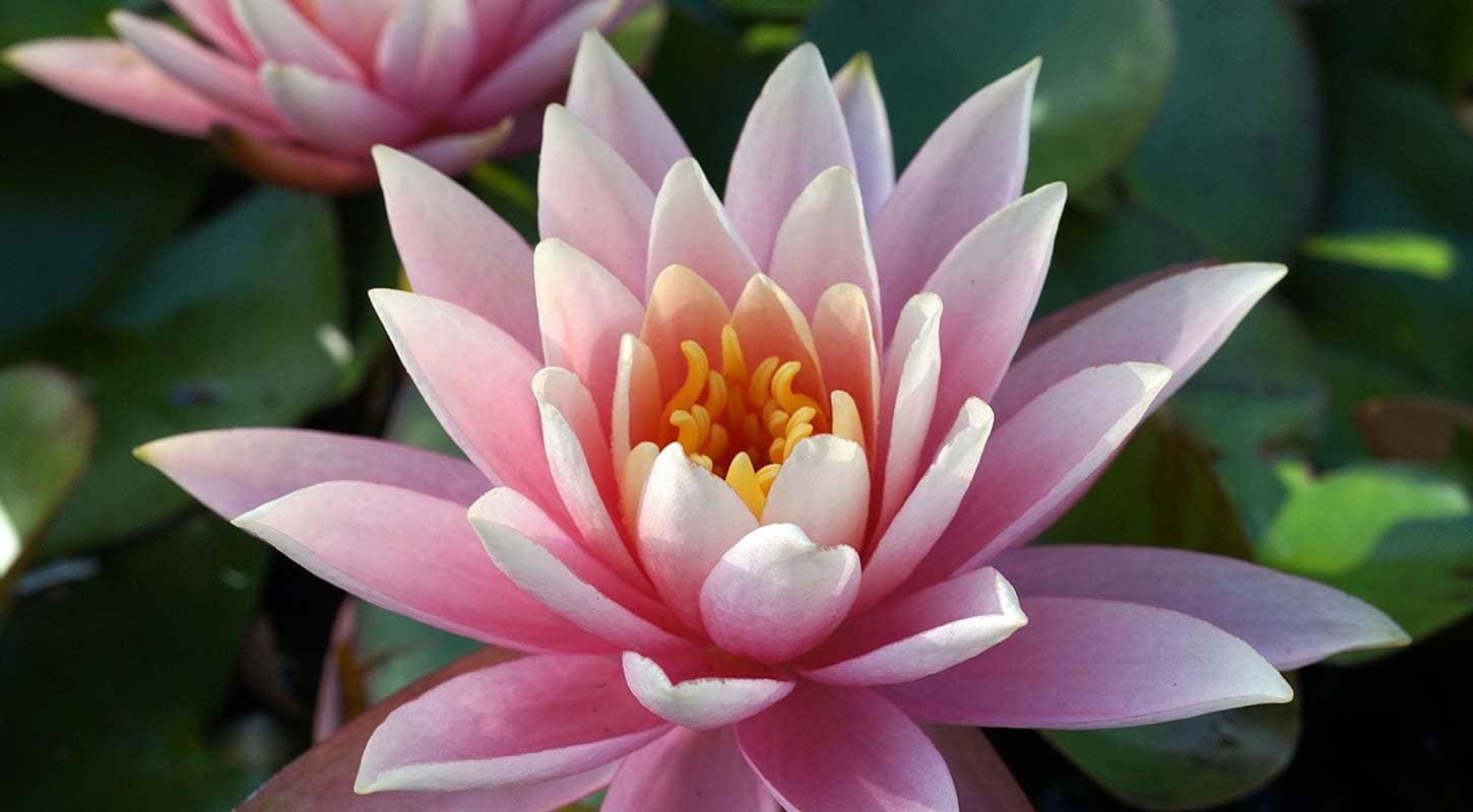 two pristine pink water lilies blooming