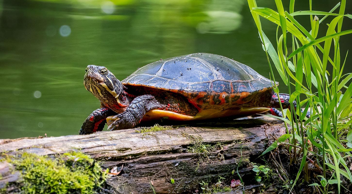 turtle sunning on log in a pond