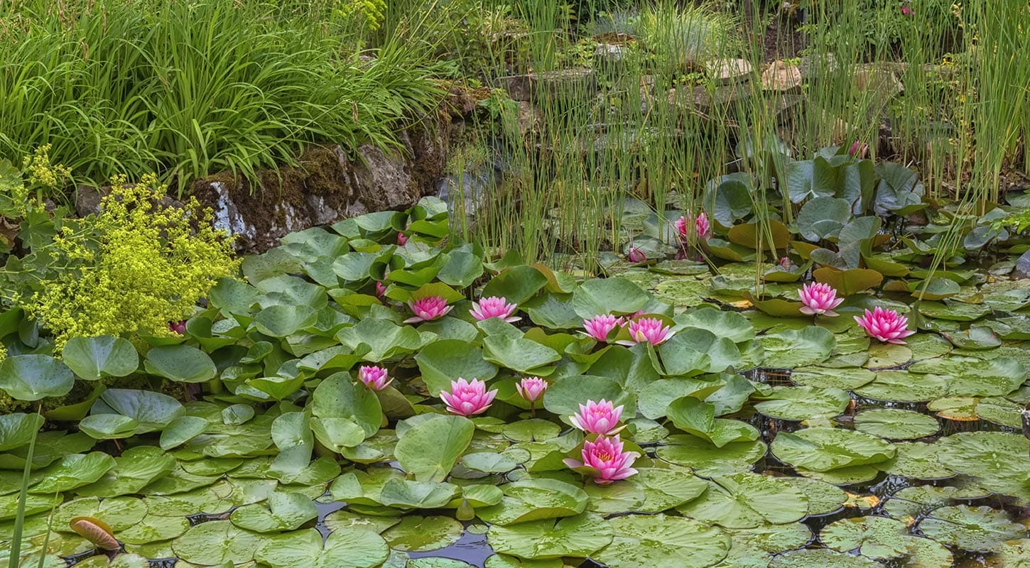 Water Lilies and Plants in Small Pond
