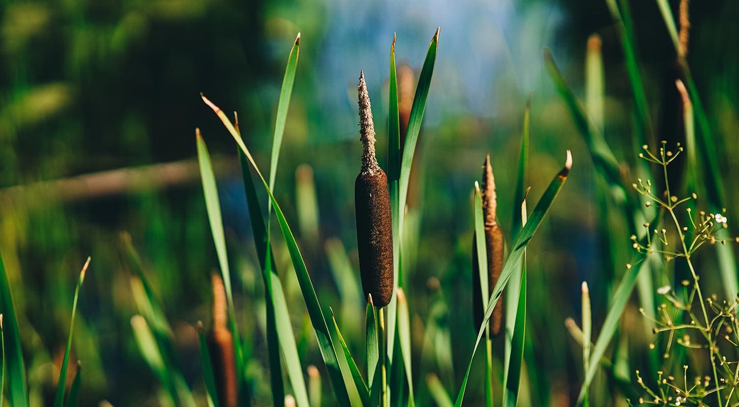 Cattails and Green Grasses With Pond in Background