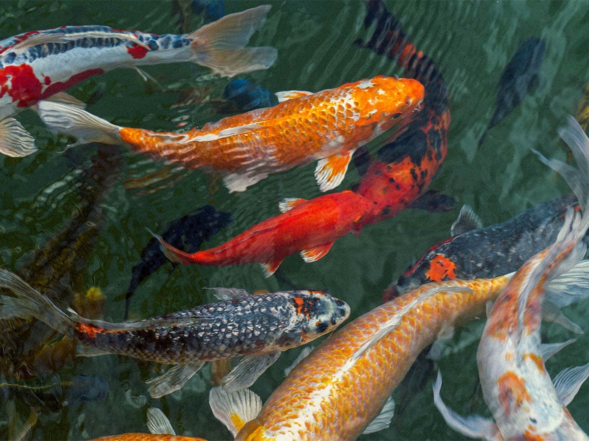 Colorful Koi Fish Swimming in Water