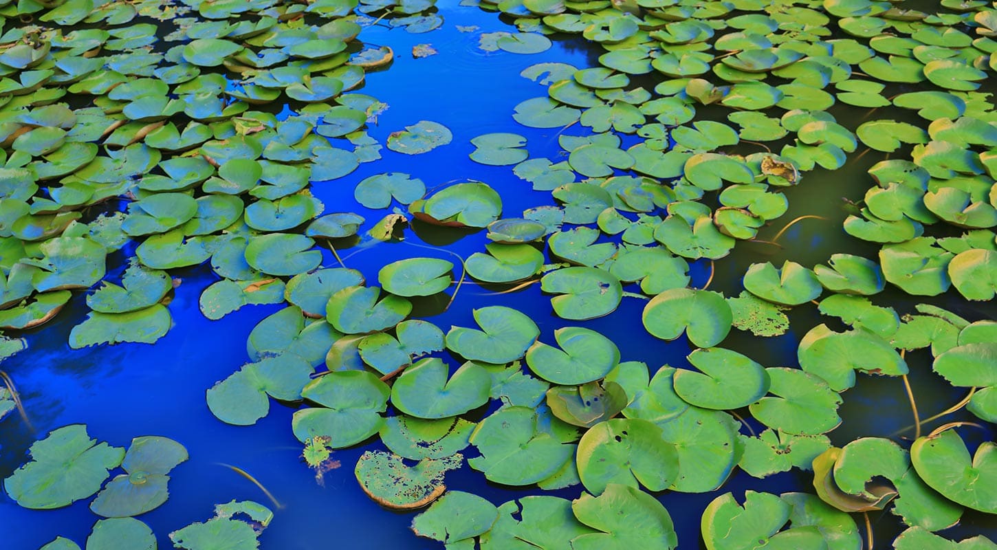green lilypads in vibrant blue reflective water