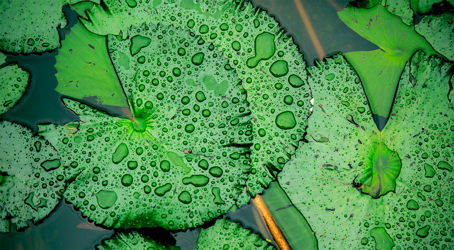 Group of Green Lily Pads