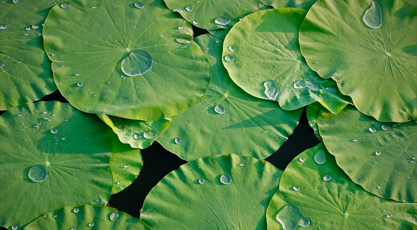 large flat green lilypads with water droplets