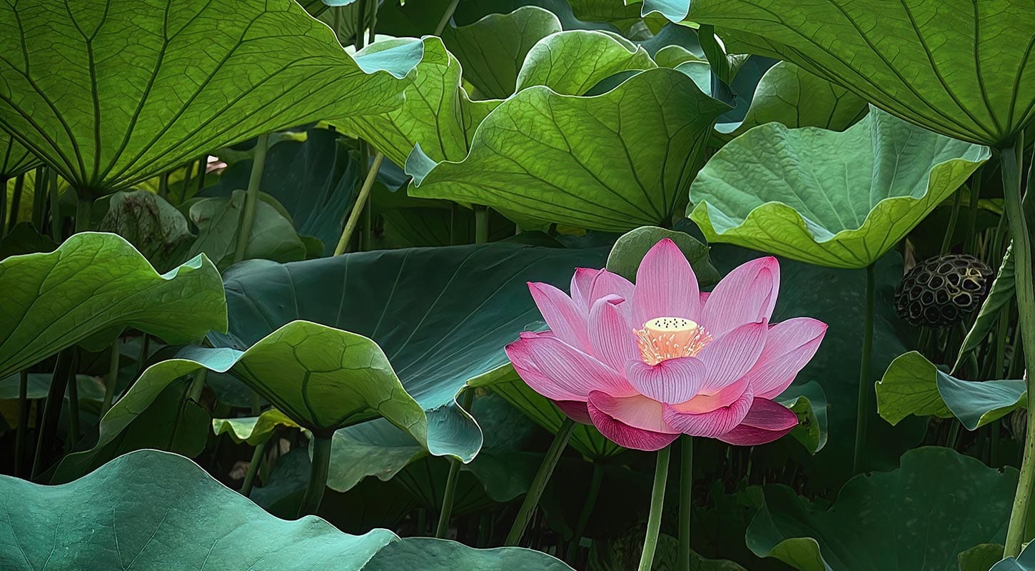Pink Lotus Plant in Bed of Large Green Leaves