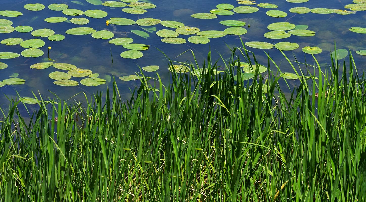 water lilies green reeds