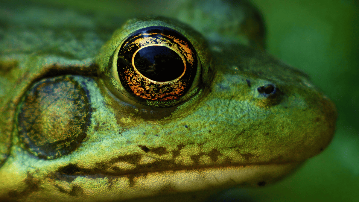Green Frog Face Closeup